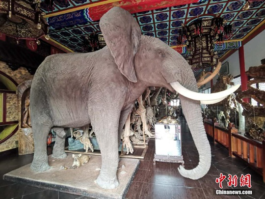  牡丹江“毁林私建庄园”内有多种动物标本 图源：中新网