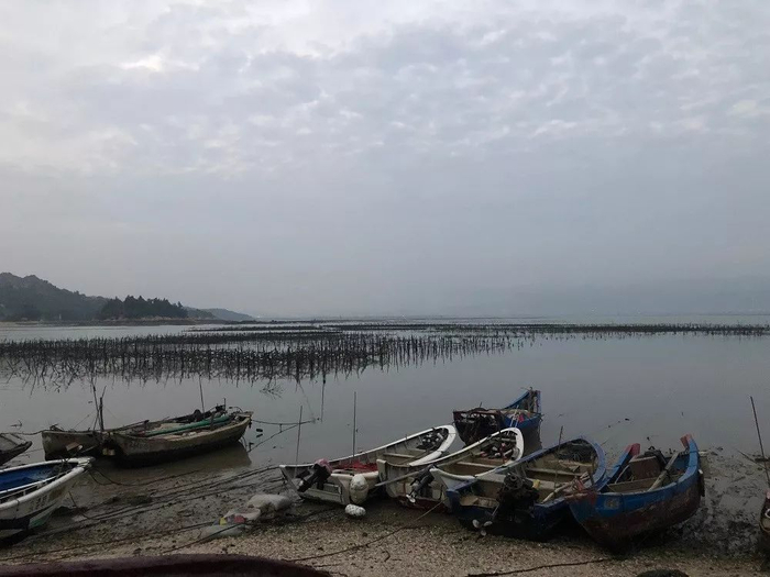 （下朱尾村海岸，渔船自5日后便没有再出海捕鱼。）