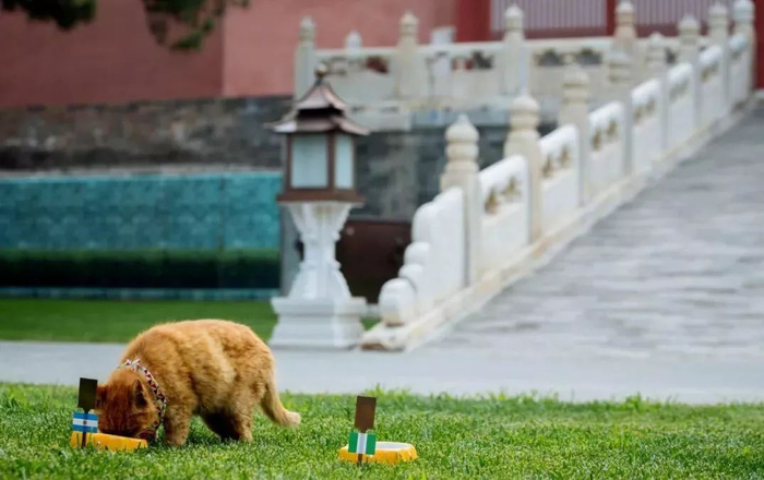  故宫里的“御猫儿”。