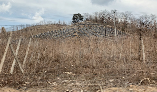 种植五味子的山地。&nbsp; 澎湃新闻记者 马作鹏 图