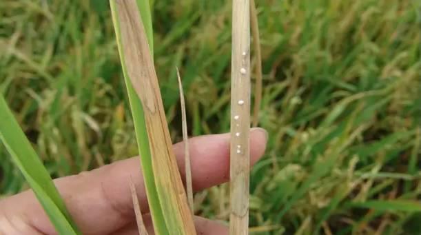 【重要】最新整理水稻病害与防御措施+高清图谱！