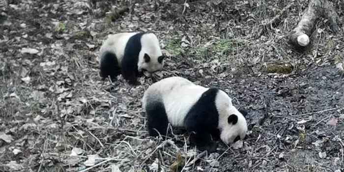 甘肃白水江自然保护区4对野生大熊猫母子抢镜