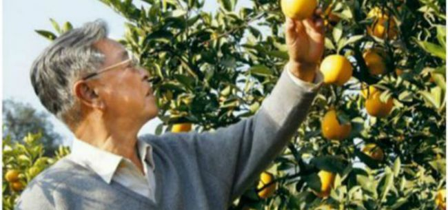 （图片来源：褚橙庄园官方微博）