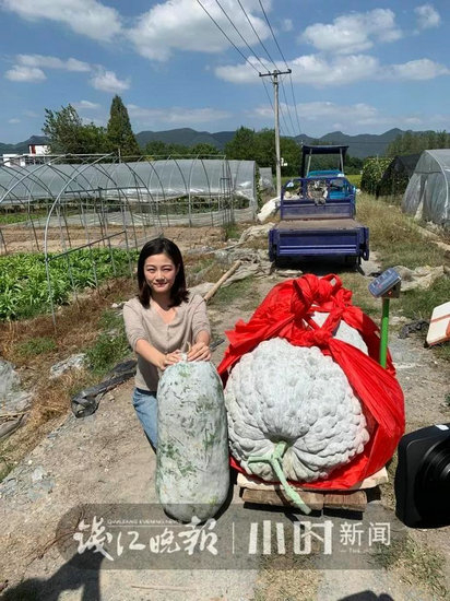 普通冬瓜和大冬瓜的区别