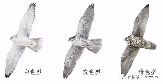 神俊最数海东青|海东青|褐色|白色