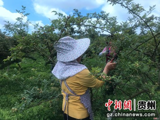 贵州安顺大坝村:一颗金刺梨 一条乡村振兴之路
