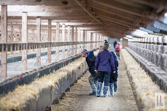 丹麦的水貂养殖农场（图片来源：Kopenhagen Fur）被逐渐淹没的支持声