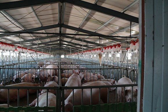 吉林省某规模养殖工厂 摄影：赵晓娟
