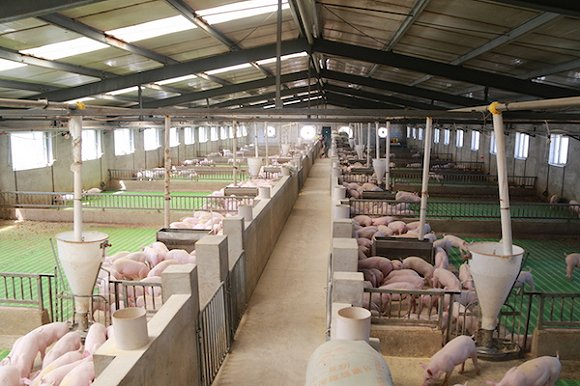吉林省某规模养殖工厂 摄影：赵晓娟