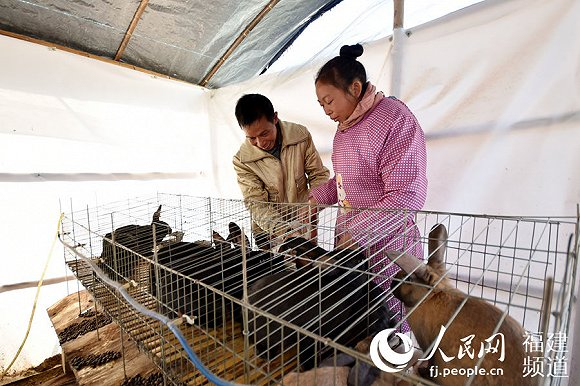 饲养种兔。许华森摄