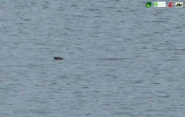 2017年5月，研究人员拍到的宣汉湖斑鳖。 本文图片均来源于国际龟鳖生存联盟网站