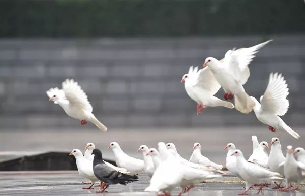 跑步总被鸽?免费约跑平台省200元月+3倍配对效率