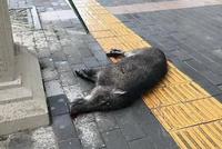 体型巨大野猪闯入小区游荡 特警果断将其击毙(图)
