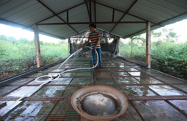 在农庄工作时，黄家光清扫农庄里的鸡舍。&nbsp; 视觉中国&nbsp; 资料图