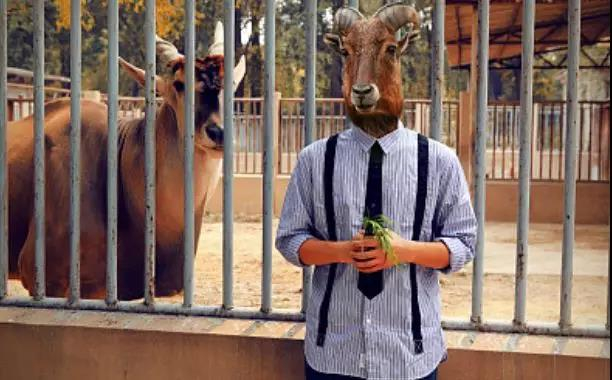 　人与动物园里的动物&nbsp; 图片：视觉中国