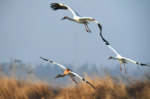 鹤舞赣鄱。 本文白鹤图片均来自于新华社