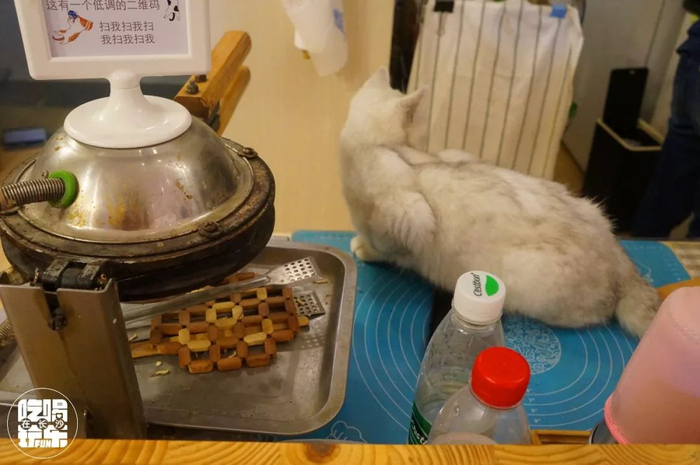 猫咖卫生报告:你平时去的猫咖究竟有多脏