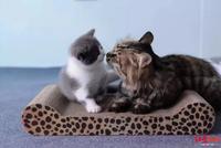 中国首只克隆猫回家 主人希望它性格和以前的像