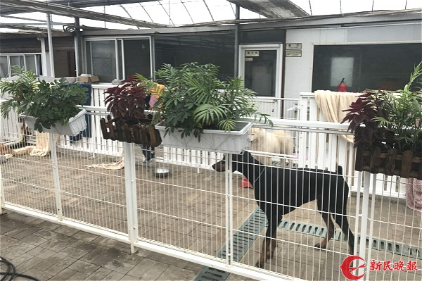 图说：被救助的小狗。李一能 摄