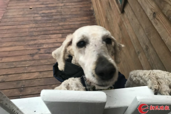 　图说：被救助的小狗。李一能 摄