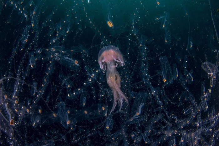 亚军，《深夜跳舞》，摄影：Domenico Tripodi