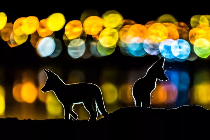 《斑斓的夜晚》，摄影：Mohammad Murad