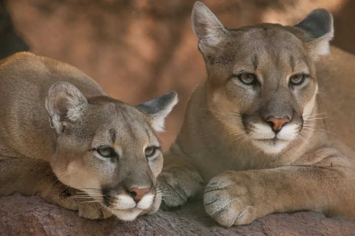 ▲美洲狮资料图