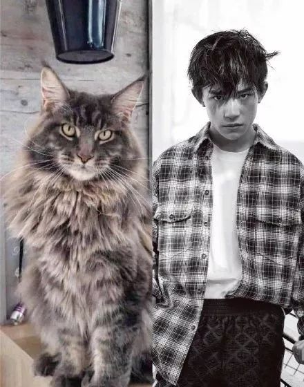 把顶流爱豆卷入battle的“猪咪”到底是什么？