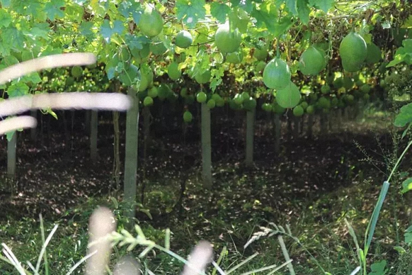 李台村瓜蒌丰收在望