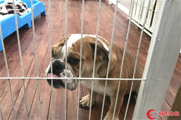 图说：被救助的小狗。李一能 摄