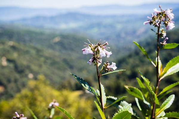 Yerba santa，图片来源：Salk Institute for Biological Studies