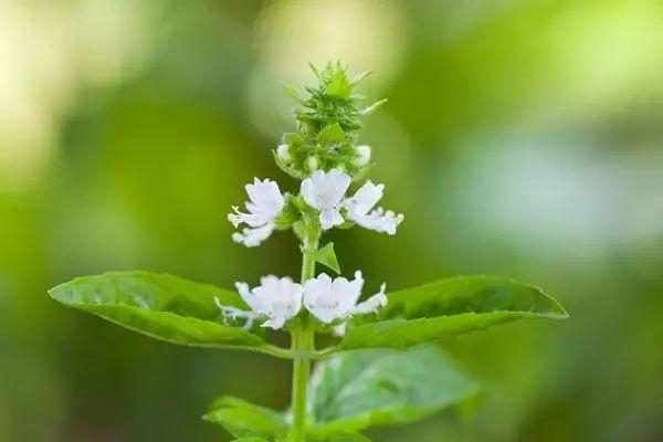 客家人经常吃的“金不换”到底是什么?|海鲜|功效|植物|价值|台湾_新浪新闻