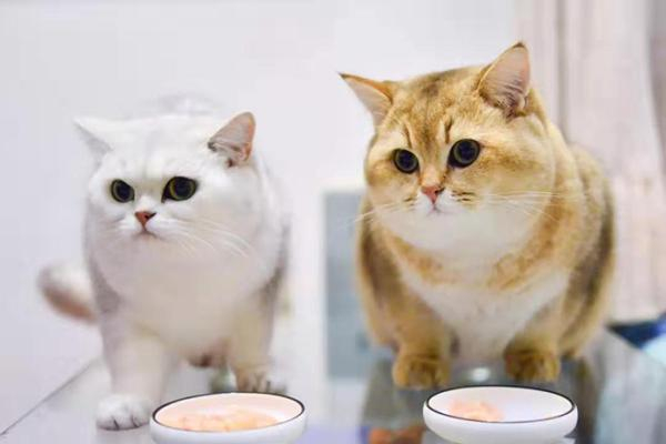  妙妙（左一）和啊啊