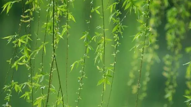 插柳、放风筝......清明还有这些习俗,你知道吗?|荡秋千|清明节|放风筝_新浪新闻