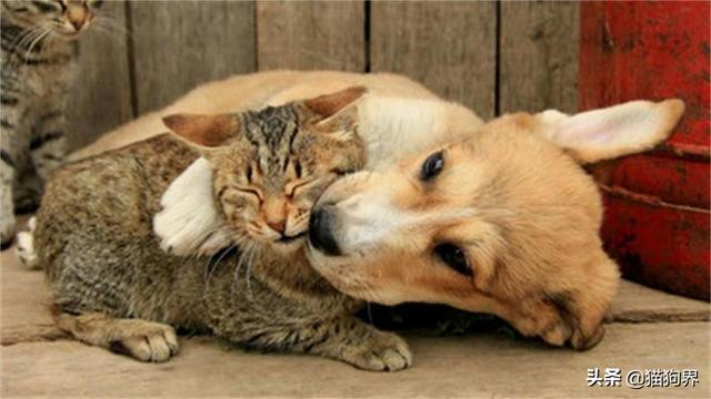 不怕猫狗打架:教你如何让猫狗和平相处狗狗大明星猫咪大明星