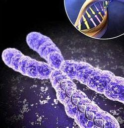 资料图：食肉菌