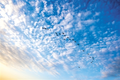 　　8月26日，颐和园，一群鸟儿从蓝天白云下飞过。截至昨日，北京PM2.5浓度连续9天达到一级优。 拍者 风云