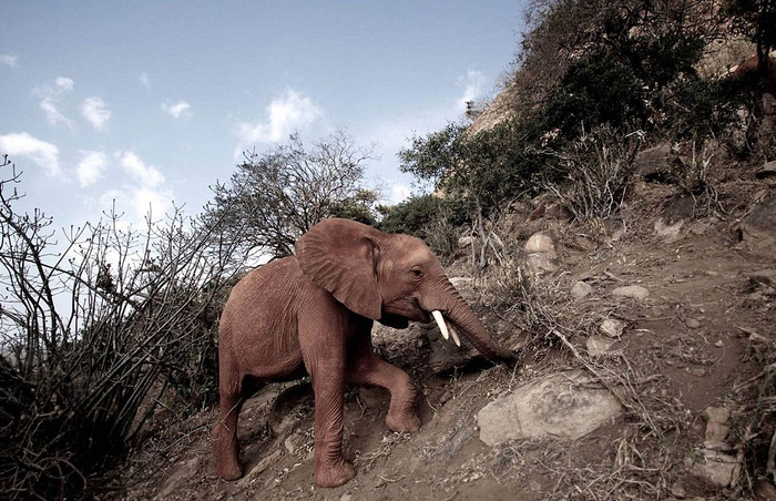 大量人类活动入侵让大象们不得不迁徙寻找新的居住地。（网页截图）