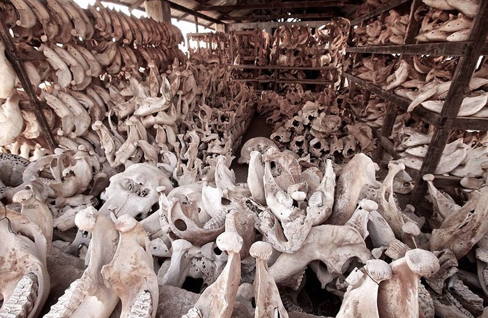 大量的大象头骨、犀牛角展现了偷猎贸易在非洲的泛滥。 （网页截图）