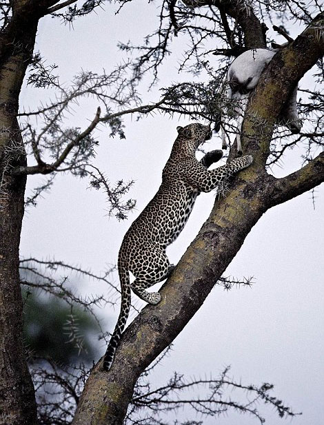 非洲豹正在展现他的惊人爬树技巧。（网页截图）