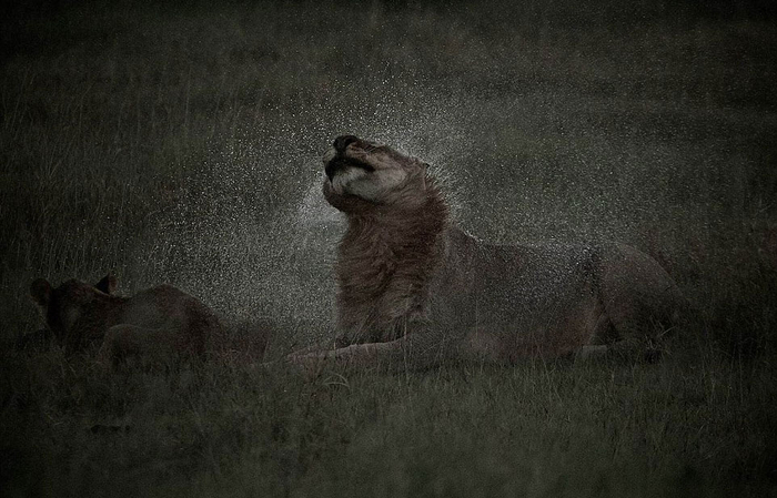 跟老虎不一样，狮子们不擅长在水中作战。 （网页截图）
