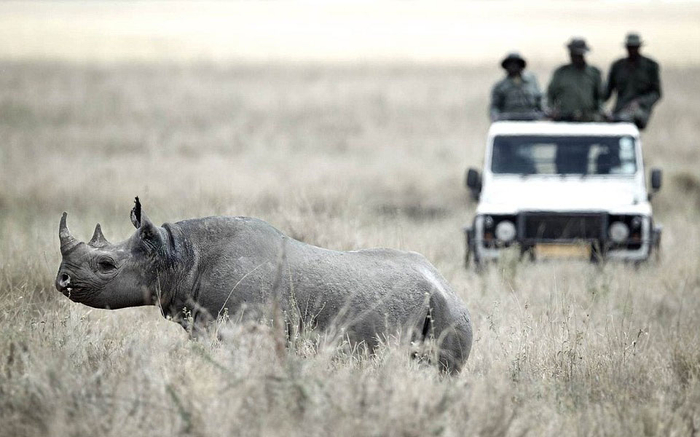 对偷猎者来说，这只犀牛的角价值连城。 （网页截图）