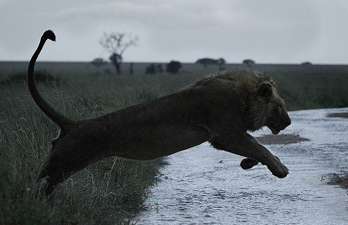 非洲狮拥有惊人的奔跑速度。 （网页截图）