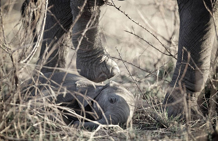 大象的数量近年来出现锐减。（网页截图）