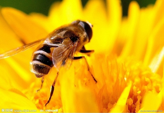 资料图：蜜蜂。