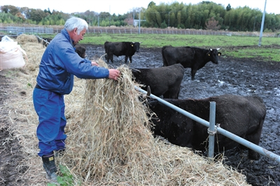 　　松村在离福岛第一核电站仅4公里处有一处牧场，圈养了12头牛。松村每天都会用带有抓手的机械把牧草弄散，然后喂牛。记者使用便携式辐射检测仪检测牧场周边环境，数值达到3微西弗/小时。