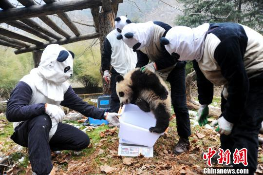 为熊猫“新妮儿”仔称体重。 邱宇 摄