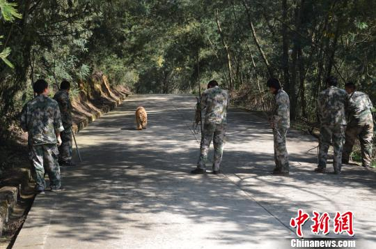 图为抓捕老虎。 钟欣 摄
