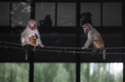 北京动物园，一只小猴钻在妈妈怀里。