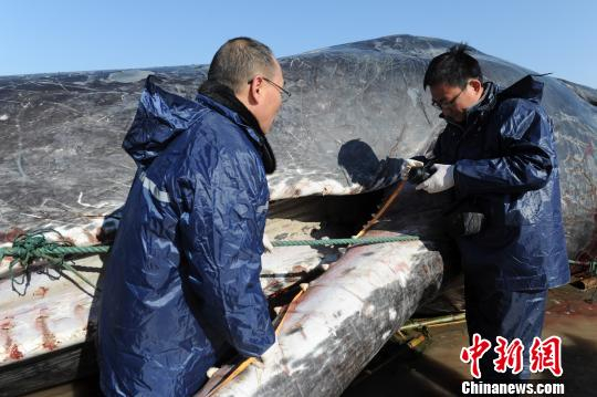 图为15日，江苏省海洋水产研究专家现场勘查搁浅死亡的抹香鲸。 陈建明 摄
